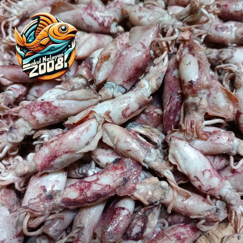 

Ikan cumi sontong | ikan cumi asin