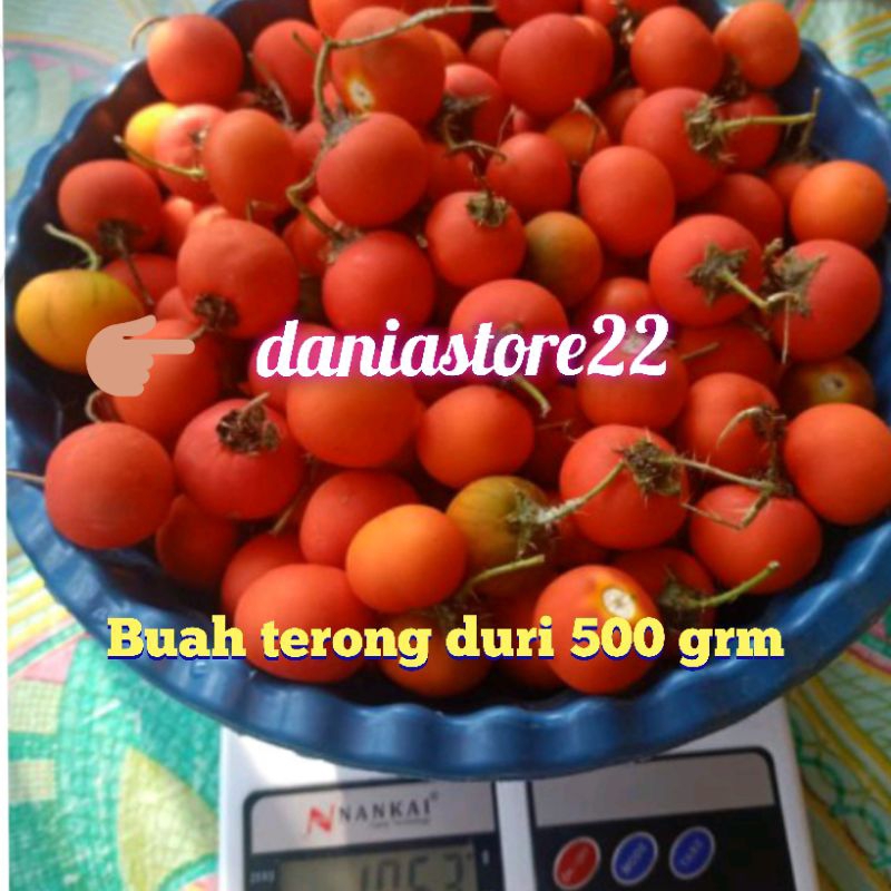 

Terong duri terong pari 500 gram segar