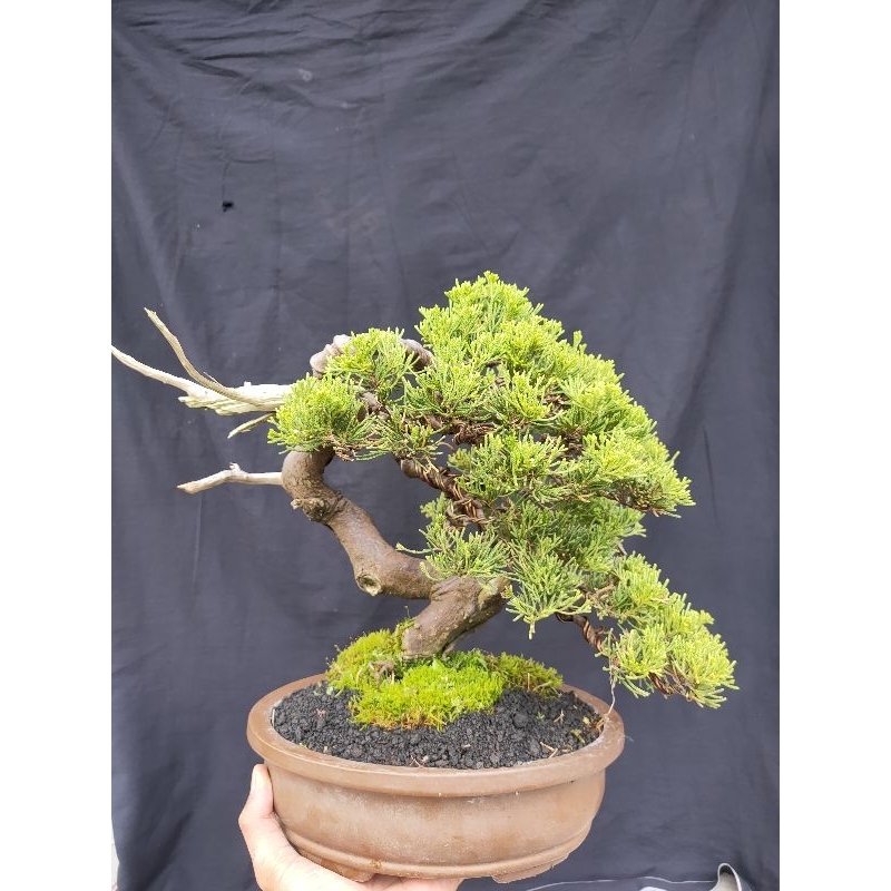bonsai cemara sinensis