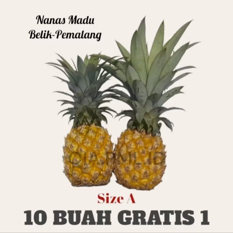 

10 buah gratis 1 nanas madu asli belik pemalang size A (besar)
