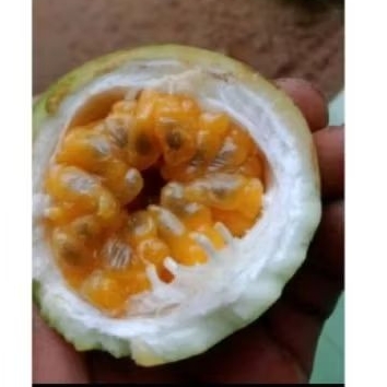 

buah markisa segar 1 kg