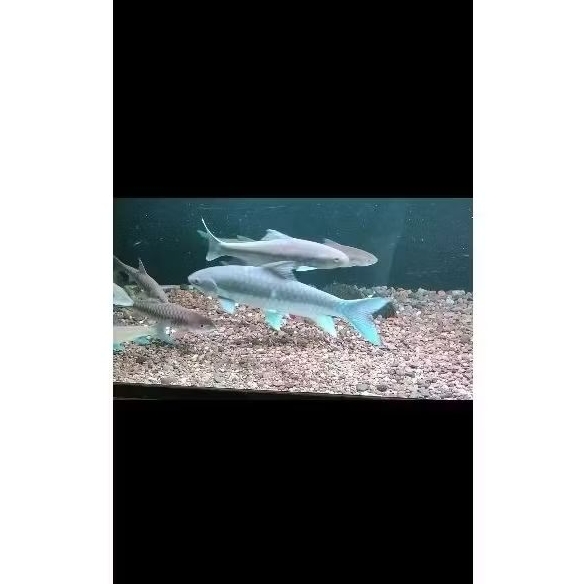 Neo Heter / Neolissochilus Heterostomus