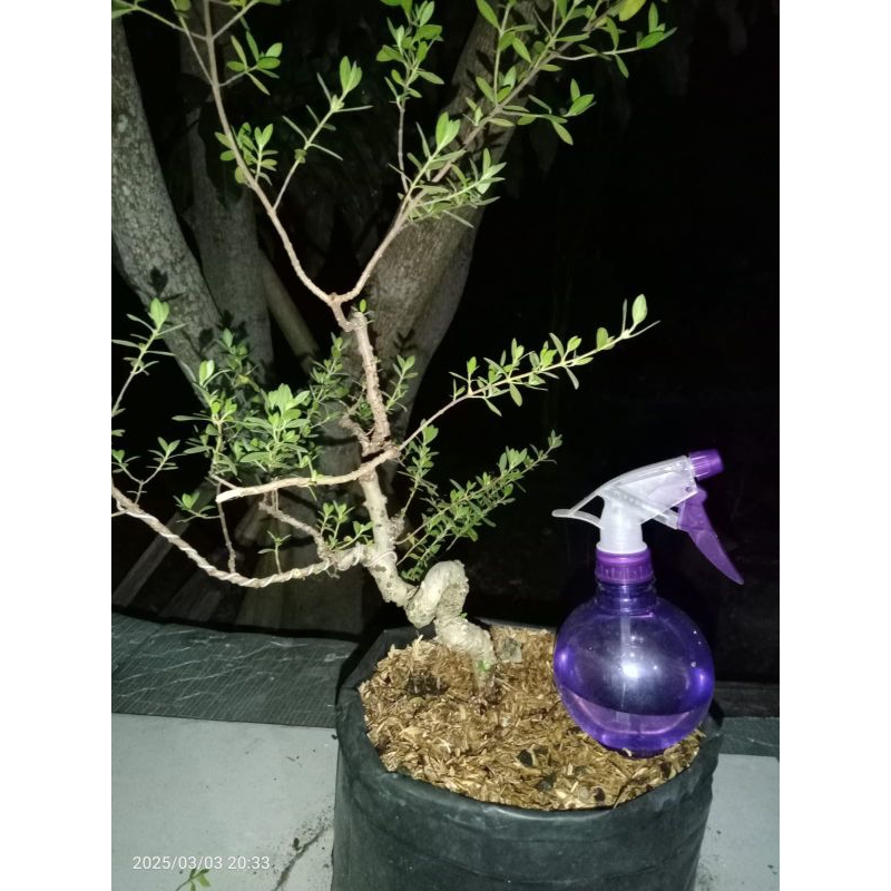 Bahan Bonsai Santigi