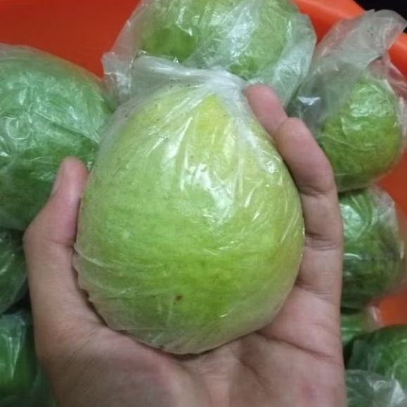 

Jambu Merah Cocok Buat Rujak & Jus (1KG)