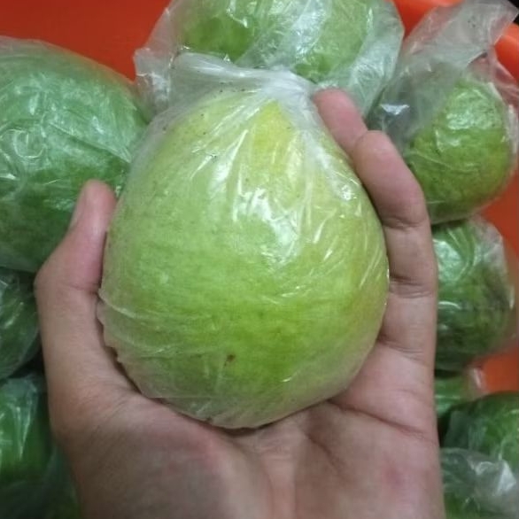 

Jambu Merah Cocok Buat Rujak & Jus (1KG)