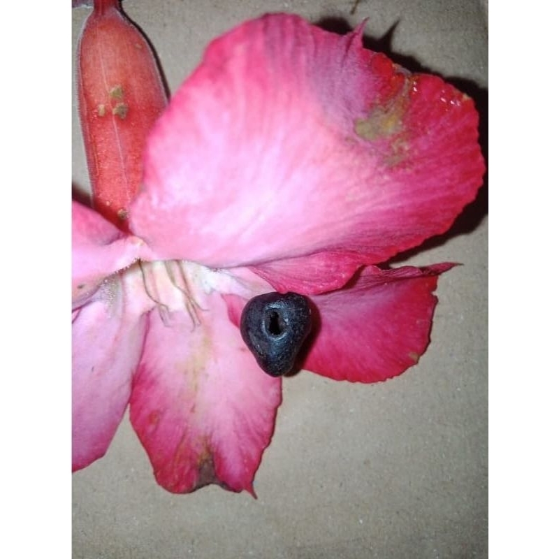 Mustikaa kelapa mata satu