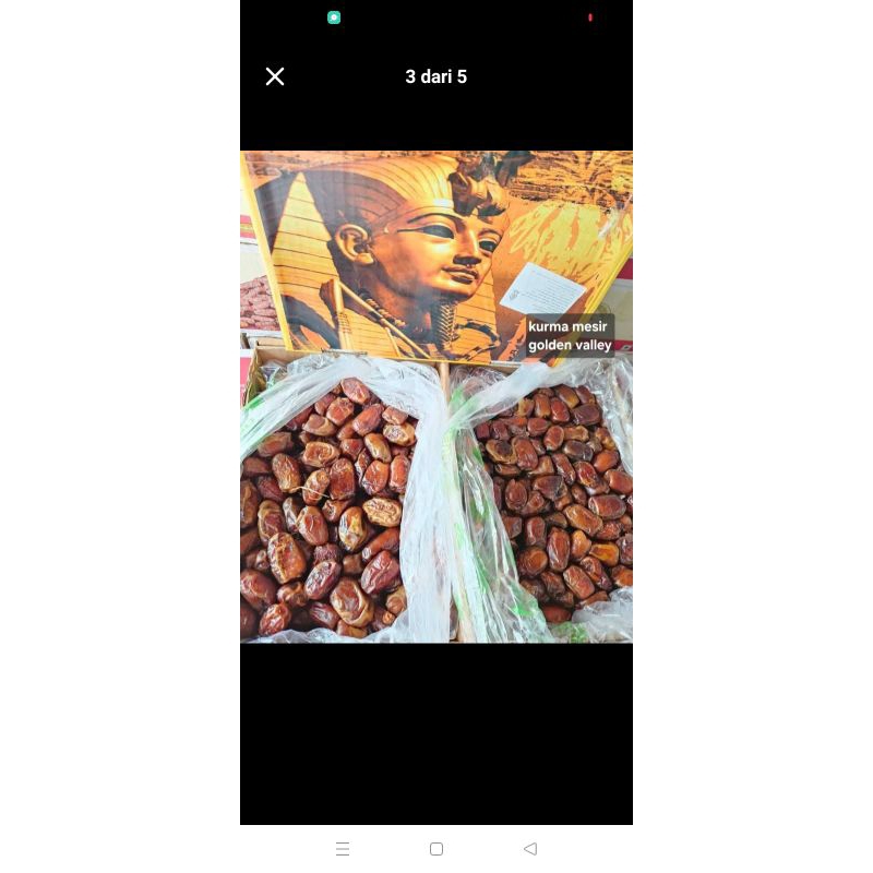 

kurma golden valley ukuran ekonomis