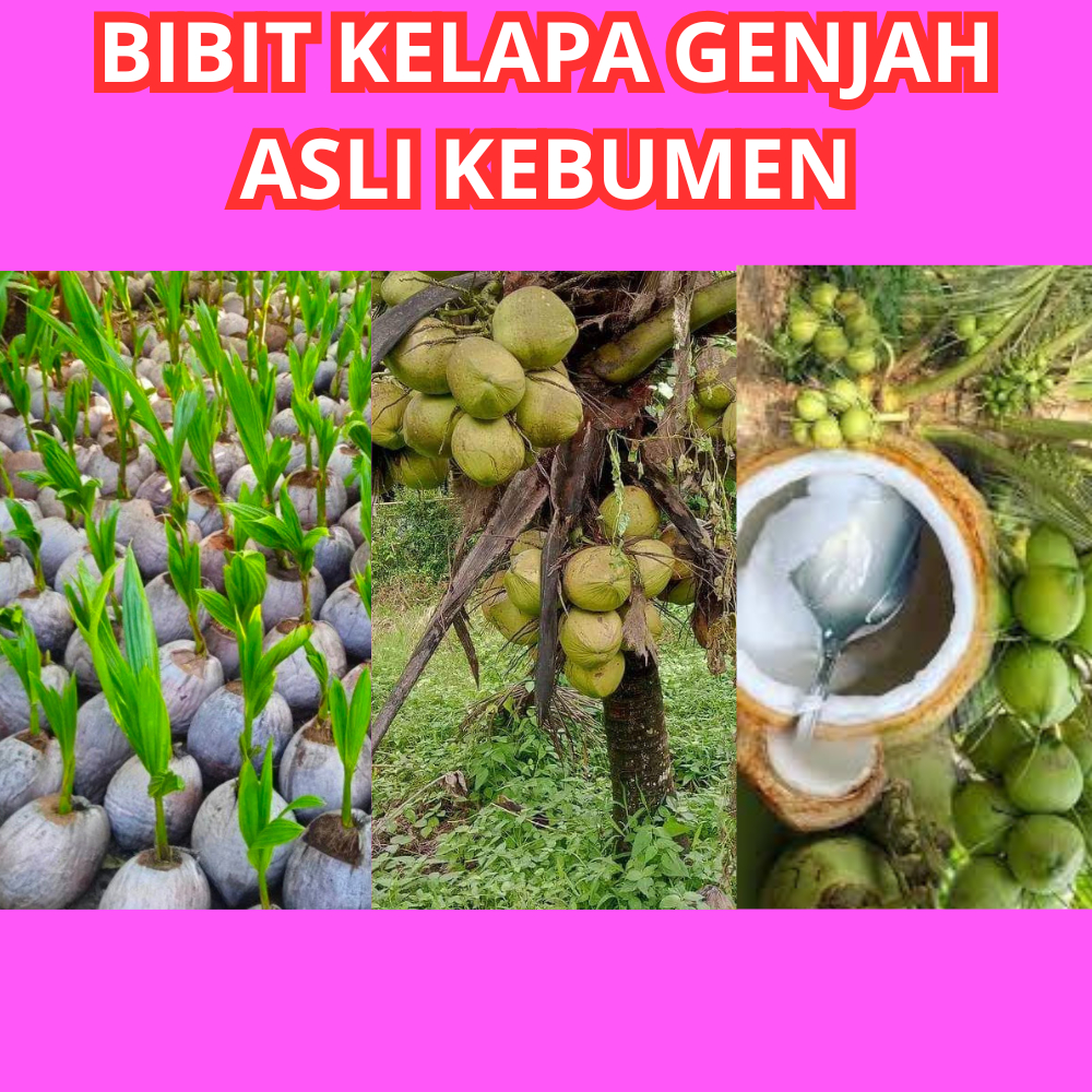 PALING DICARI  Bibit Kelapa Genjah Entok Daging, Bibit Kelapa Genjah Entok Entok