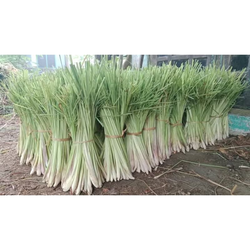 

sereh /serai dapur