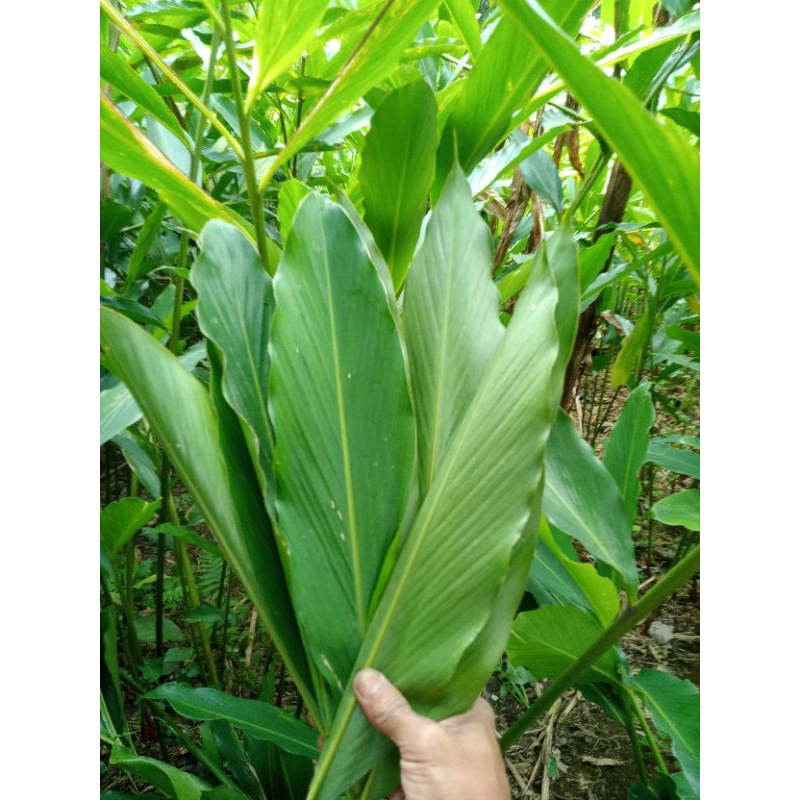

daun kapulaga