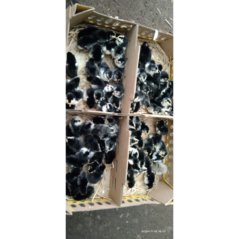 DocKampungAsliDanbangkok