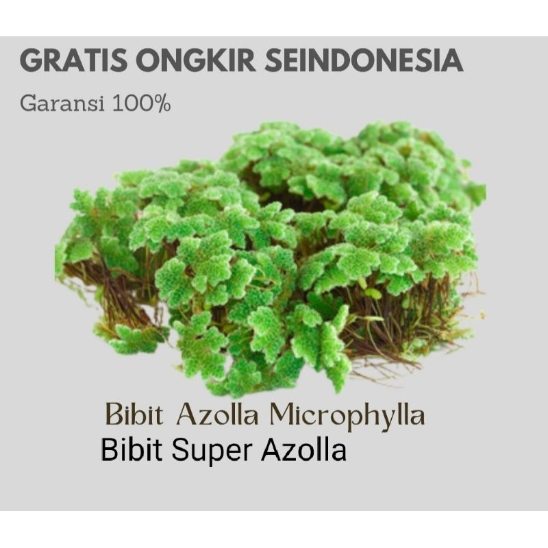BIBIT SUPER AZOLLA MICROPHYLLA 1 KG BIBIT UNGGUL AZOLLA untuk pakan ikan pakan ayam pakan entok