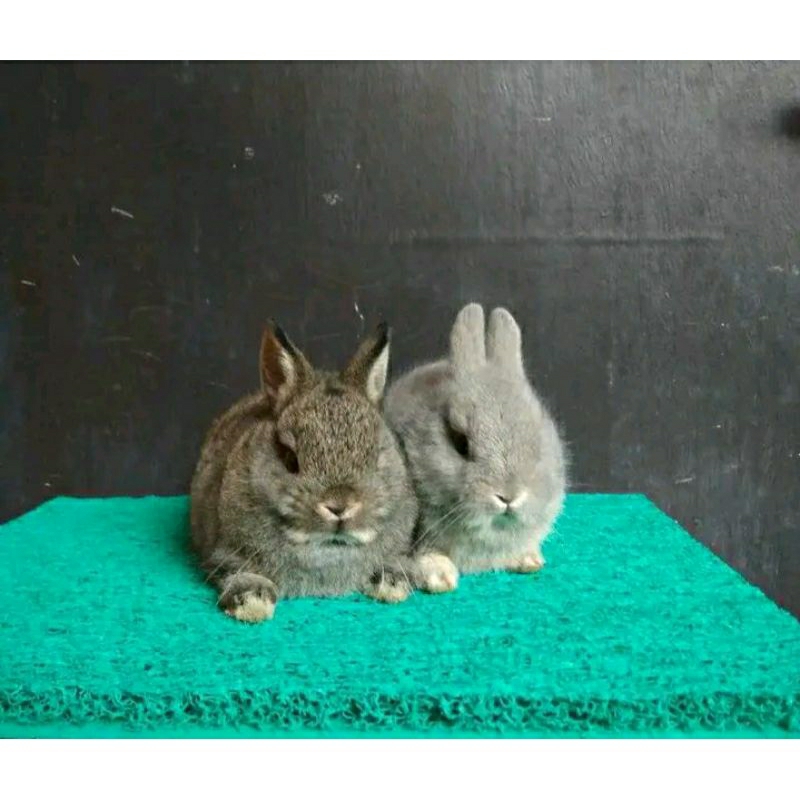 Sapihan Kelinci Netherland Mini Drawf / Sapihan Kelinci ND