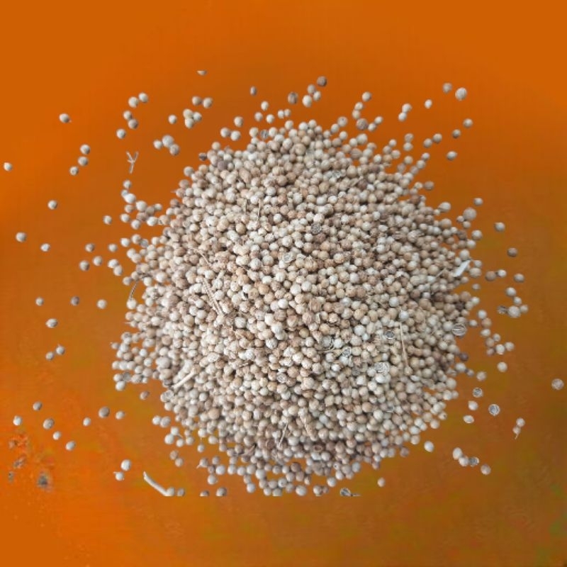 

KETUMBAR PUTIH SUPER