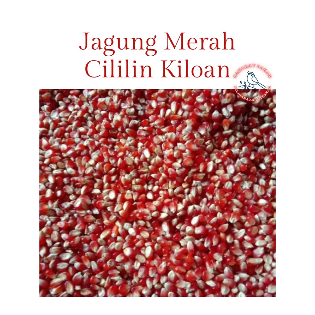 

JAGUNG SUPER MERAH CILILIN 1 kg