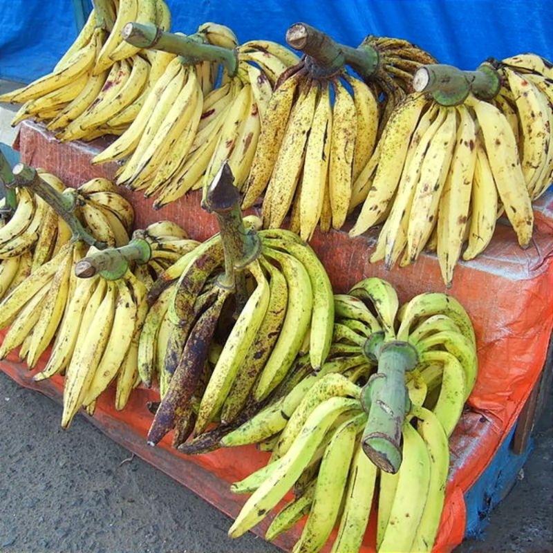 

Pisang tanduk madu super enak legit /TANDAN