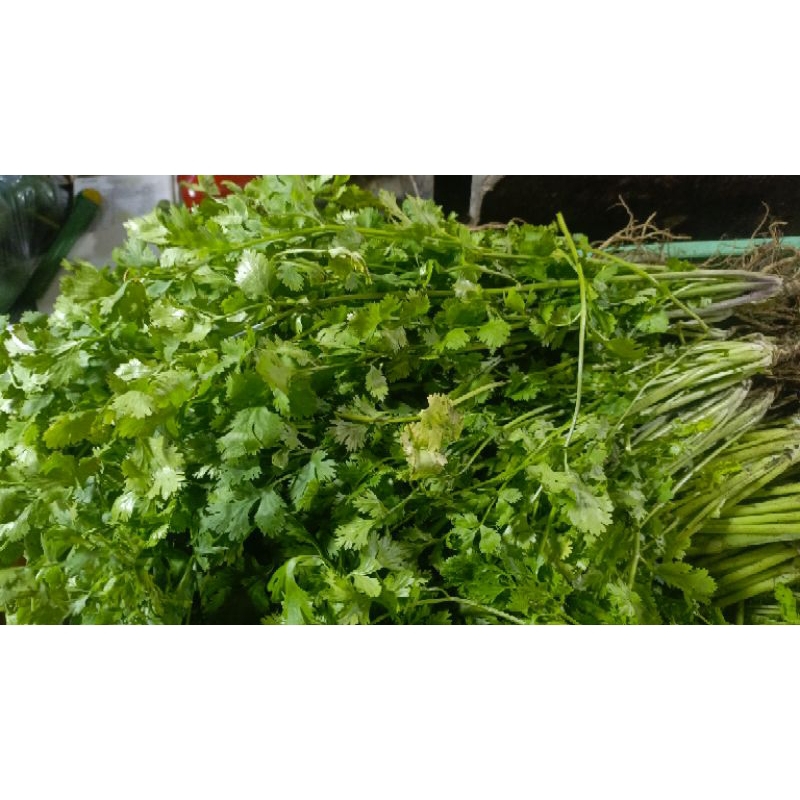 

daun seledri 500gram