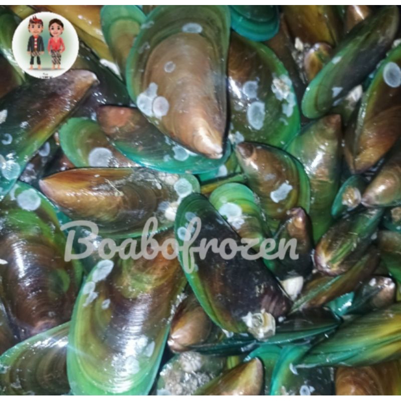 

kerang hijau segar fresh hidup 1kg