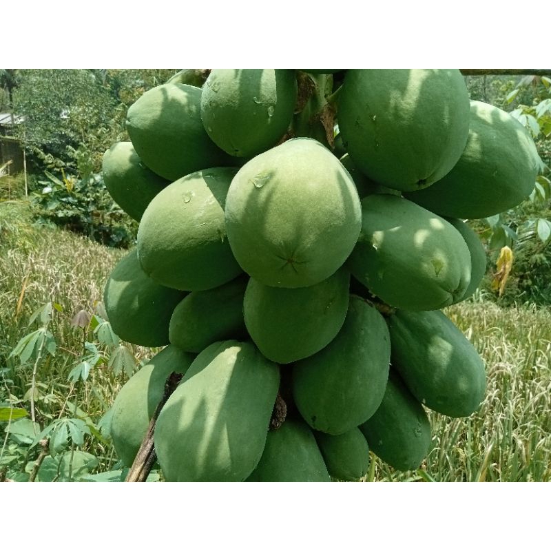 

pepaya muda mentah /pepaya sayur (1biji)