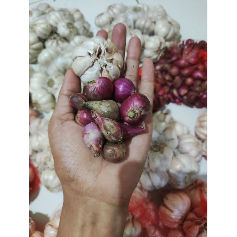 

BAWANG MERAH BREBES BAWANG PUTIH HONAN