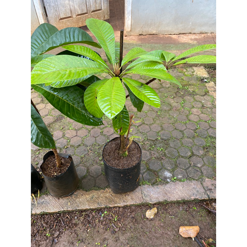 Bibit mamey sapote keywest