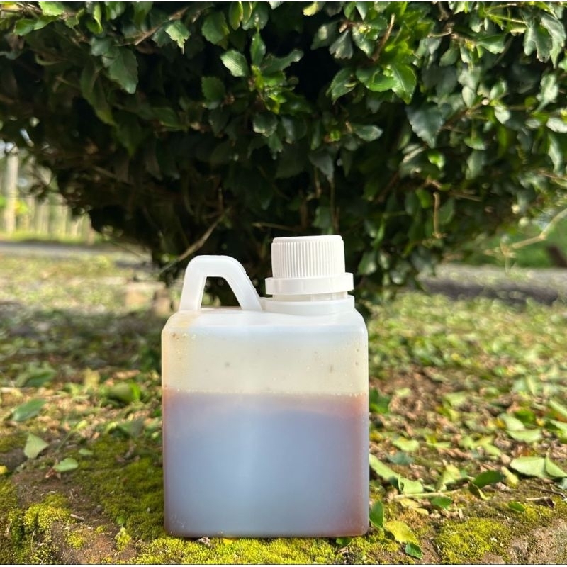 

Madu Klanceng (Trigona)