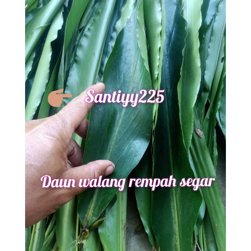 

Daun walang bumbu masakan 250 gram