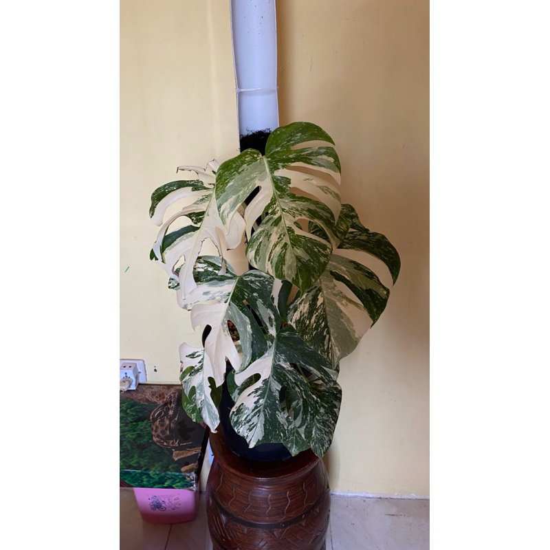 Monstera white tiger