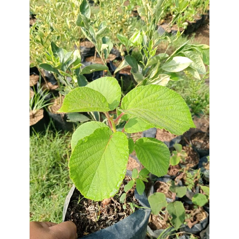 bibit buah kiwi siap tanam