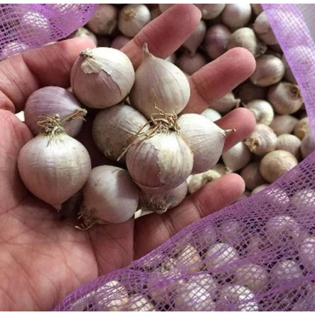 

READY STOCK Bawang putih TunggaL/Lanang 1kg(Uk tanggung)