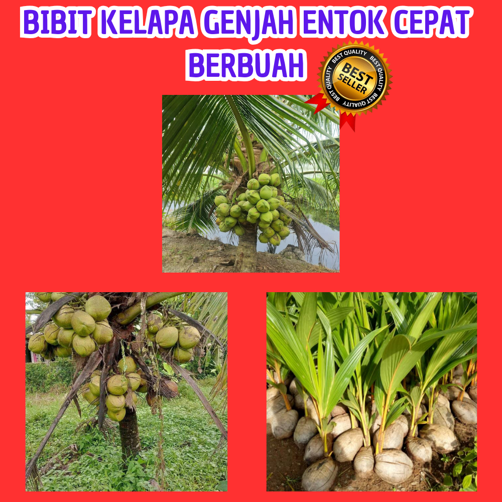 TERLARIS ! Bibit Kelapa Genjah Entok Asli Kebumen , Bibit Kelapa Genjah Entok Hijau