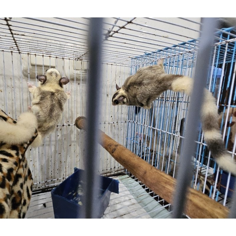SEPASANG SUGAR GLIDER MOSAIC PLATINUM RINGTAIL