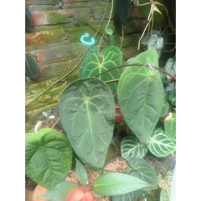anthurium forgetii