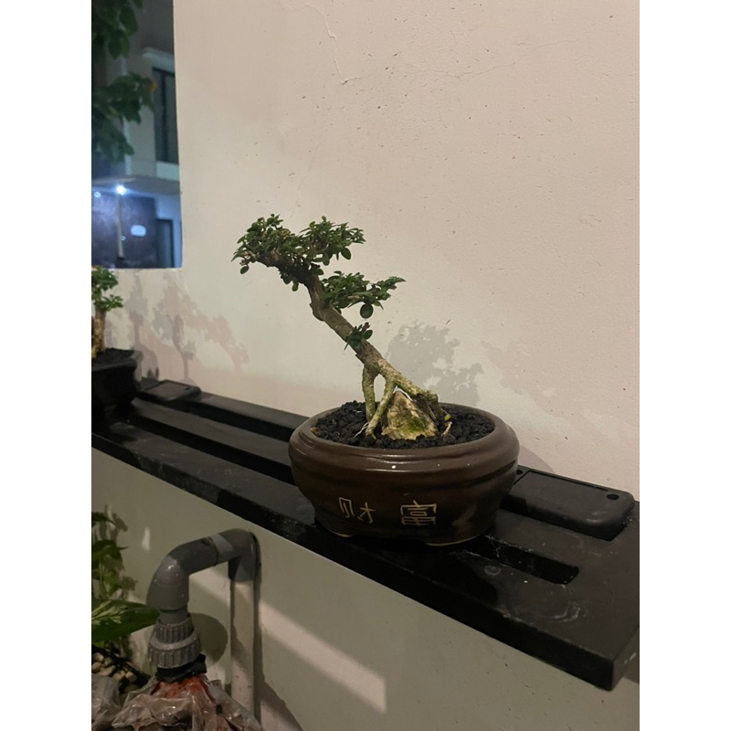 bonsai sancang on the rock - OTR