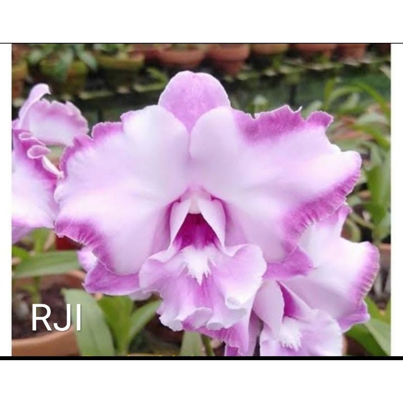 Anggrek dendrobium  id RJI / pink dragon