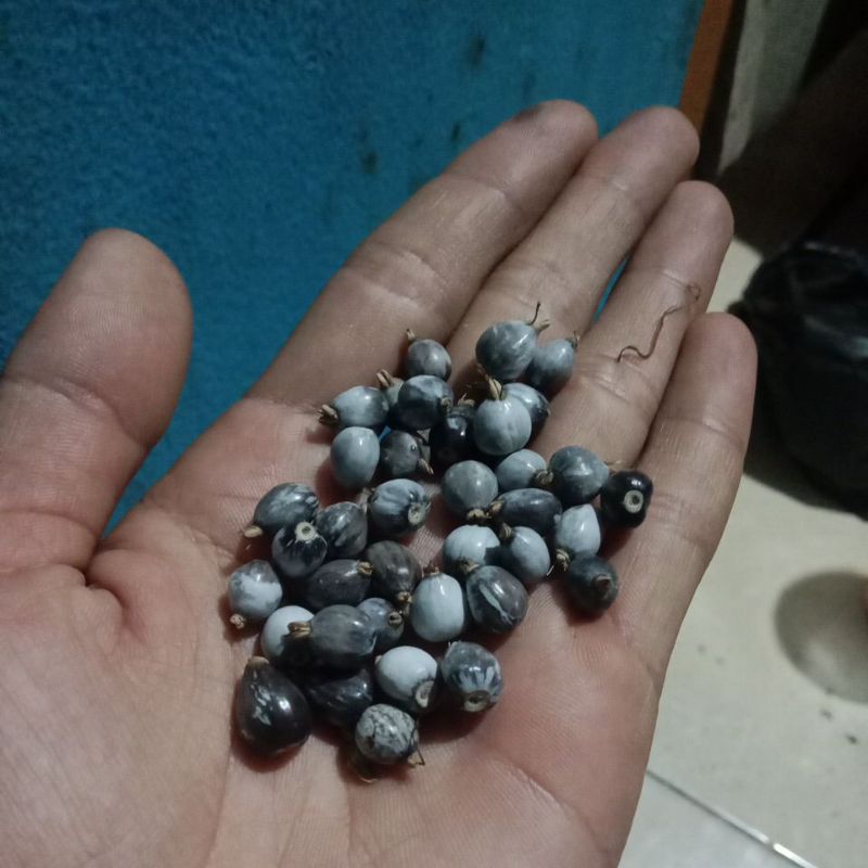 

Biji jali jali 100 pcs