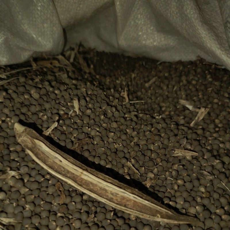 

Biji Bibit Okra Hijau Super Paling Murah Pilih Harga Grosir