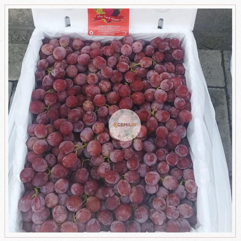 

ANGGUR RED GLOBE AUSTRALIA | Anggur Merah Cina