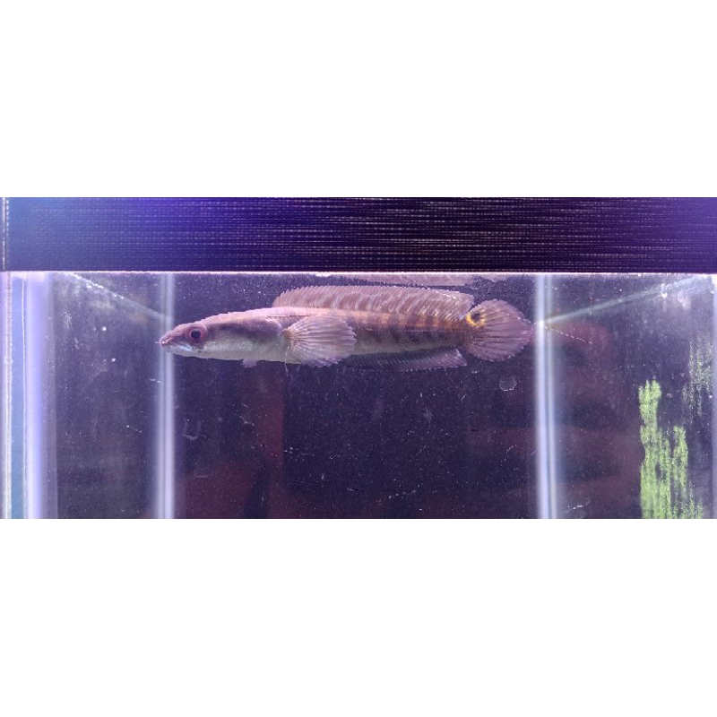 Yellow Sentarum bahan batik