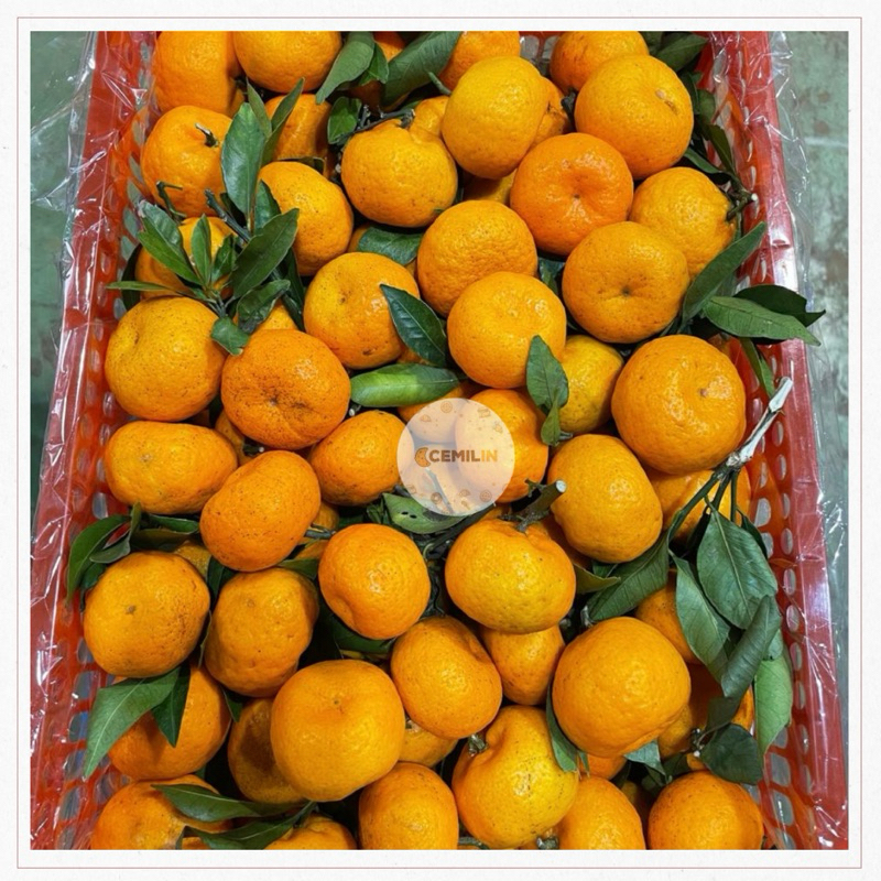 

JERUK SANTANG DAUN 1 KRAT | Jeruk Shantang Daun Impor