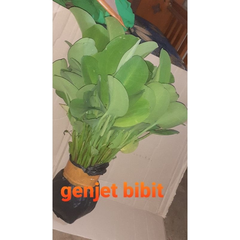 

Tanan genjer 1 ikat isi 10 pcs