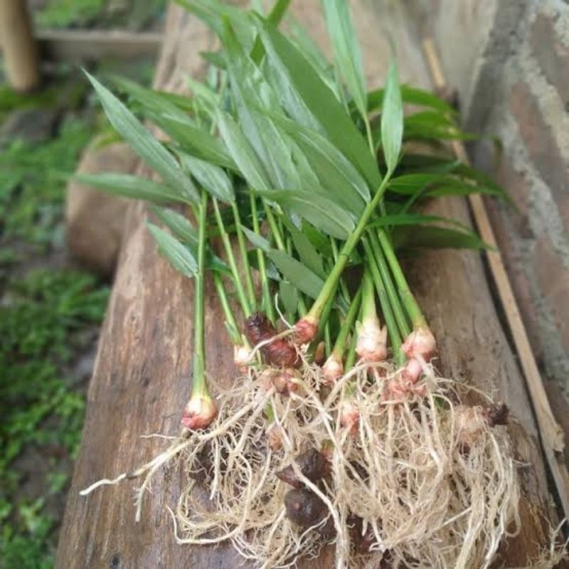 BIBIT JAHE EMPRIT