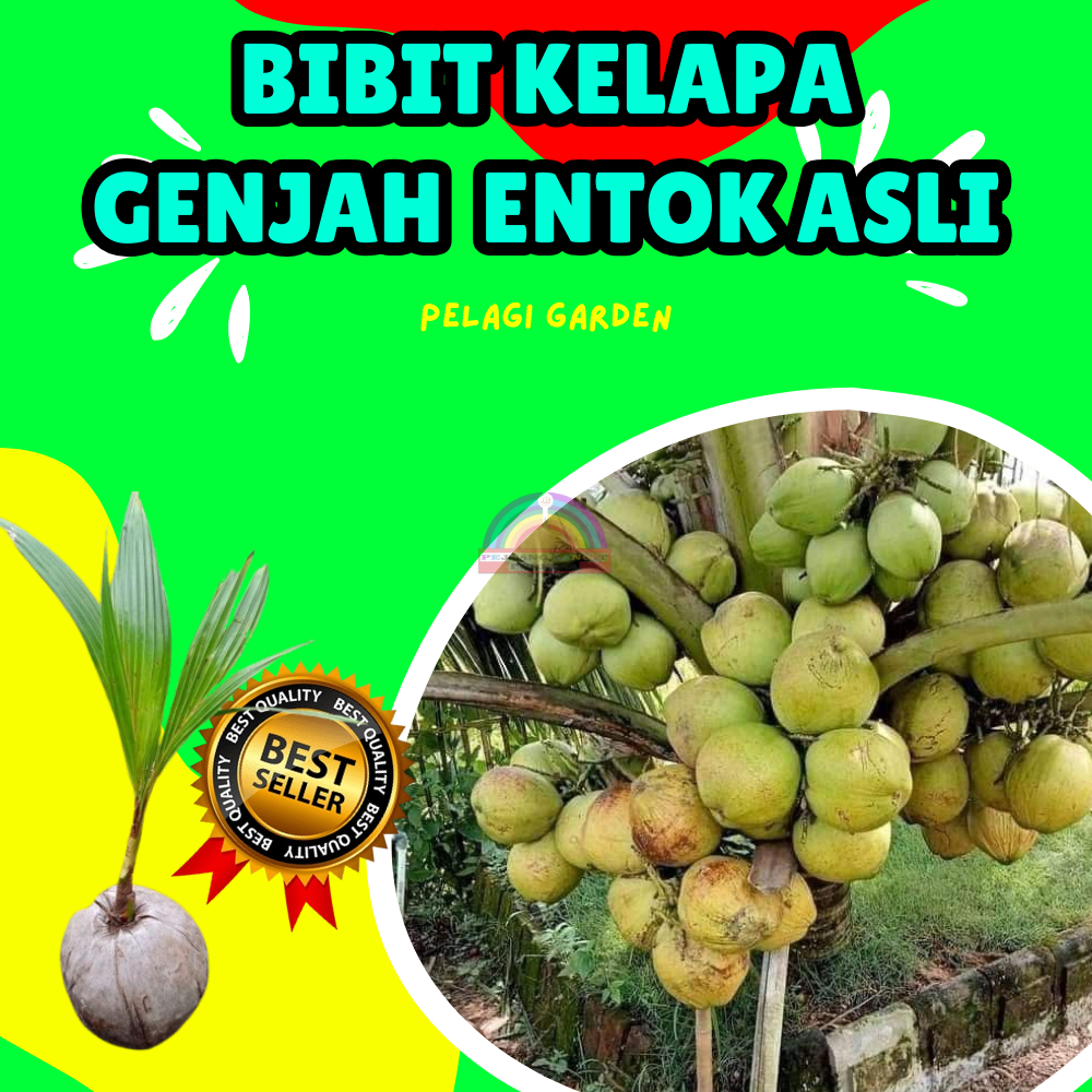 TERLARIS ! Bibit Kelapa Genjah Entok Cepat Berbuah, Bibit Kelapa Genjah Entok Hijau