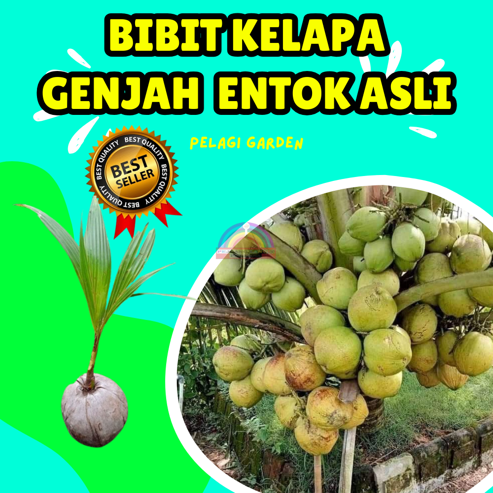 TERLARIS  Tumbuhan Kelapa Genjah Entok Jumbo Tronton