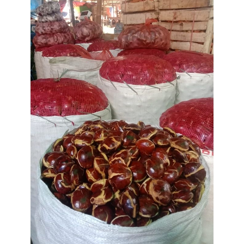 

JENGKOL TUA GEDE SUPER