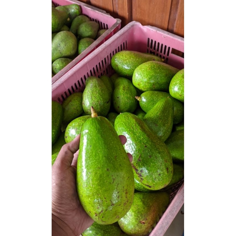 

BERKAH_TANI1 Alpukat mentega super isi 2-3 pcs
