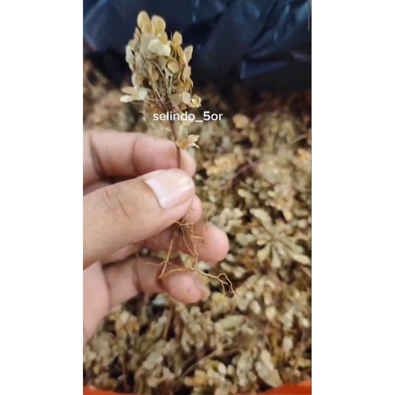 

DIJAMIN 100% ASLI RUMPUT KEBAR PAPUA kemasan 60gr