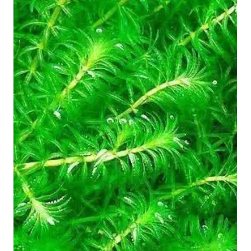 hydrilla plant/tanaman air