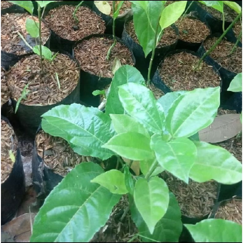 POHON MARKISA, BIBIT MARKISA KECIL, BIBIT MARKISA ,BIBIT POHON MARKISA, MARKISA HIDUP, MARKISA,BIBIT