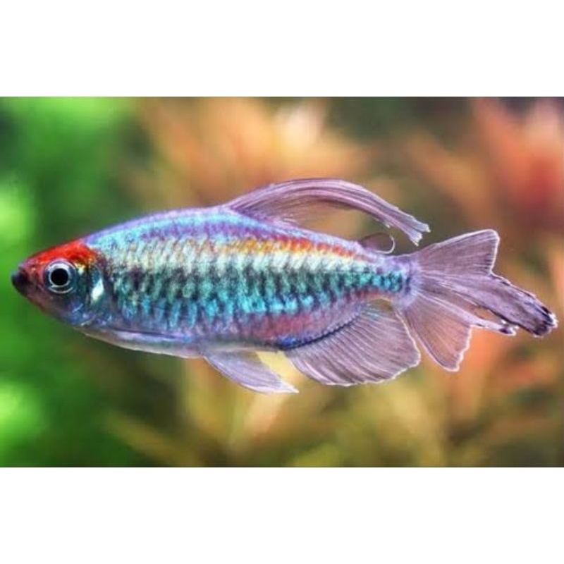 

[sticker] congo tetra